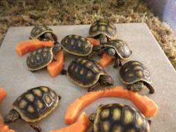 Redfoot Tortoise Diet Includes Papaya