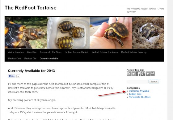 Available Redfoot Tortoises