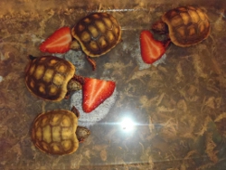 Hatchling Redfoot Tortoise Care