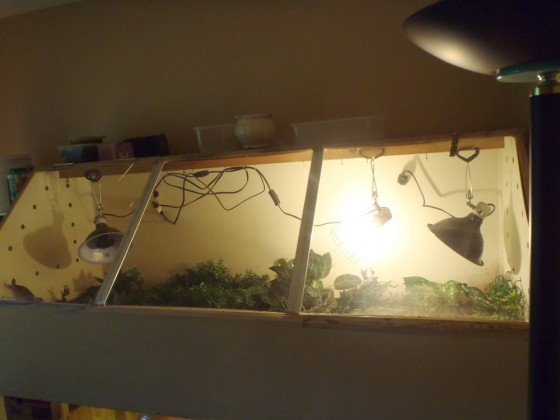 Redfoot Tortoises Indoor Habitat-1