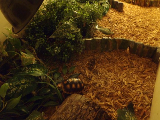 Indoor Redfoot Tortoise Enclosure-2