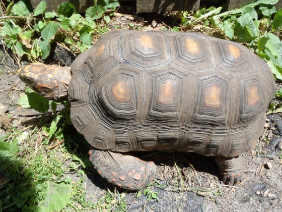 Male Redfoot Tortoise