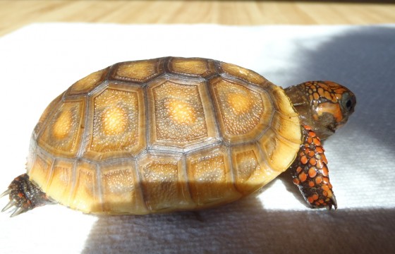 7 Month old Redfoot tortoise